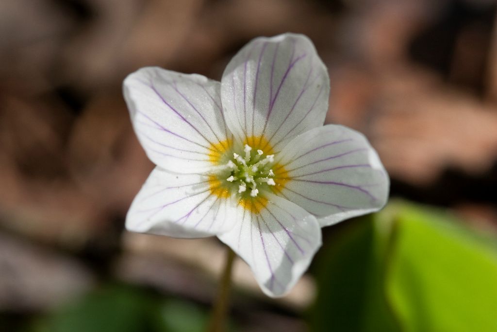 Försommarblommor