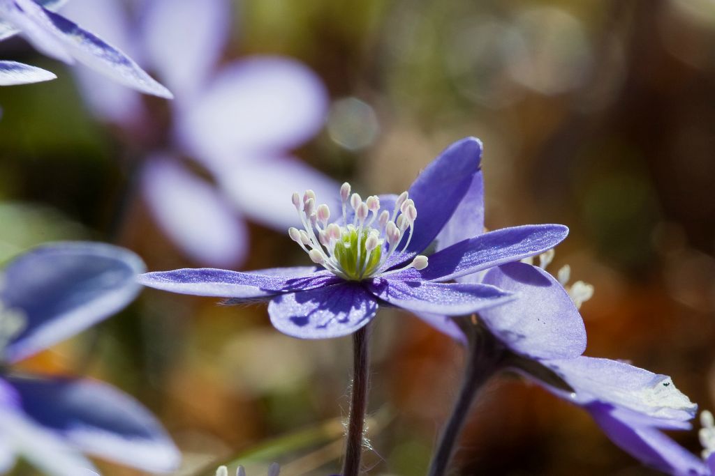 Vårblommor